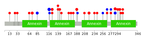 We used uniprot protein structure data from ensemble BioMart database. The size of circle shows the relative mutation number.