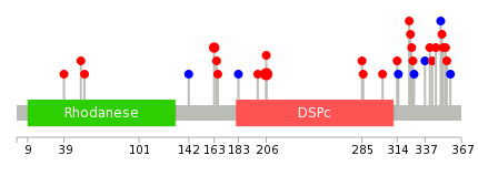 We used uniprot protein structure data from ensemble BioMart database. The size of circle shows the relative mutation number.