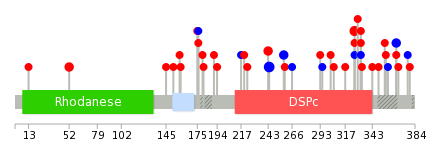 We used uniprot protein structure data from ensemble BioMart database. The size of circle shows the relative mutation number.