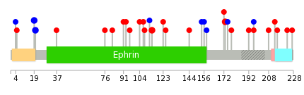 We used uniprot protein structure data from ensemble BioMart database. The size of circle shows the relative mutation number.