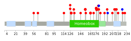 We used uniprot protein structure data from ensemble BioMart database. The size of circle shows the relative mutation number.