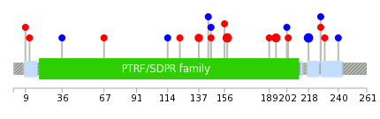 We used uniprot protein structure data from ensemble BioMart database. The size of circle shows the relative mutation number.