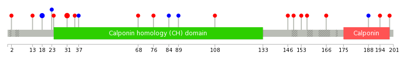 We used uniprot protein structure data from ensemble BioMart database. The size of circle shows the relative mutation number.