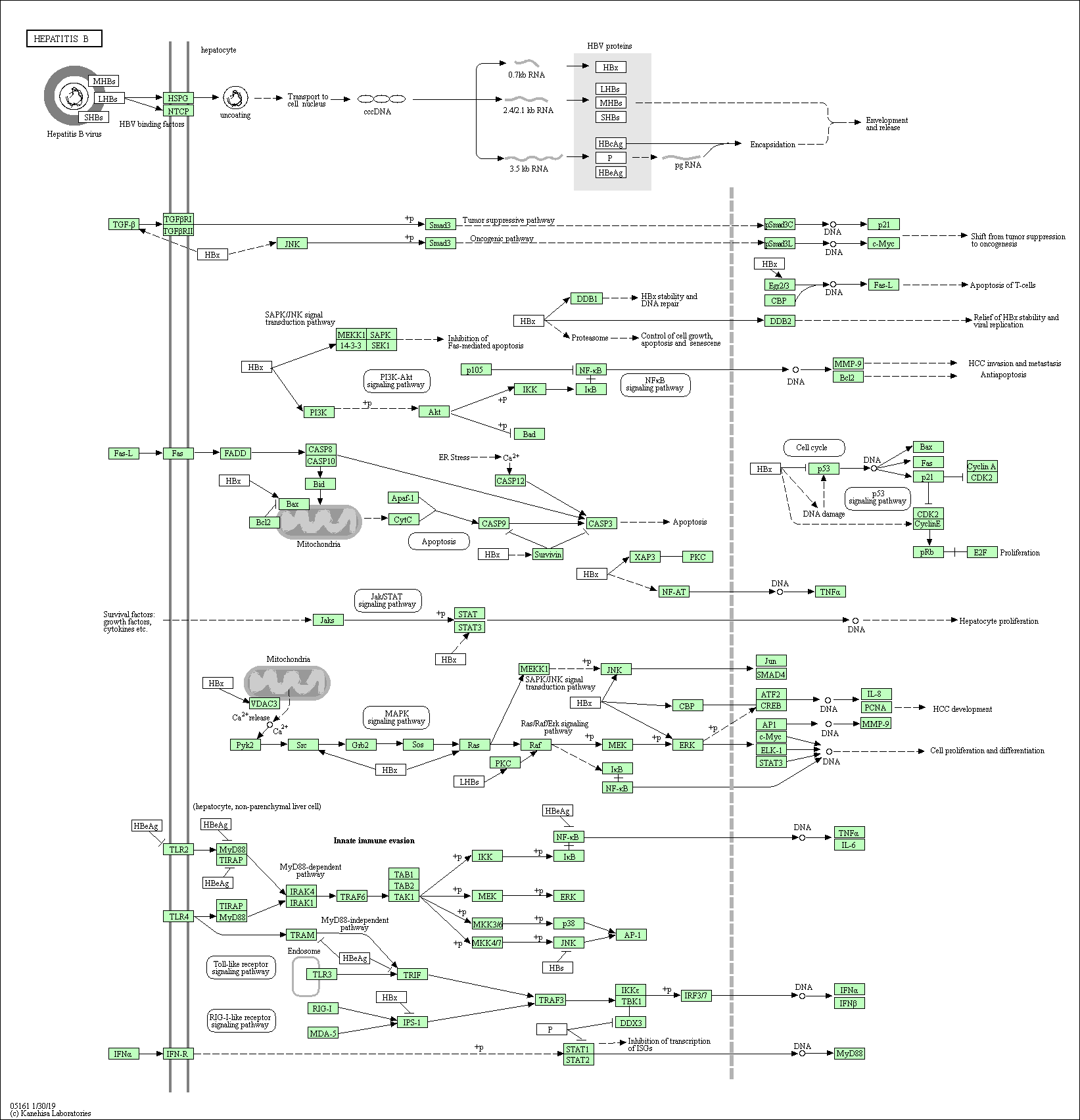 Virus pathway diagram
