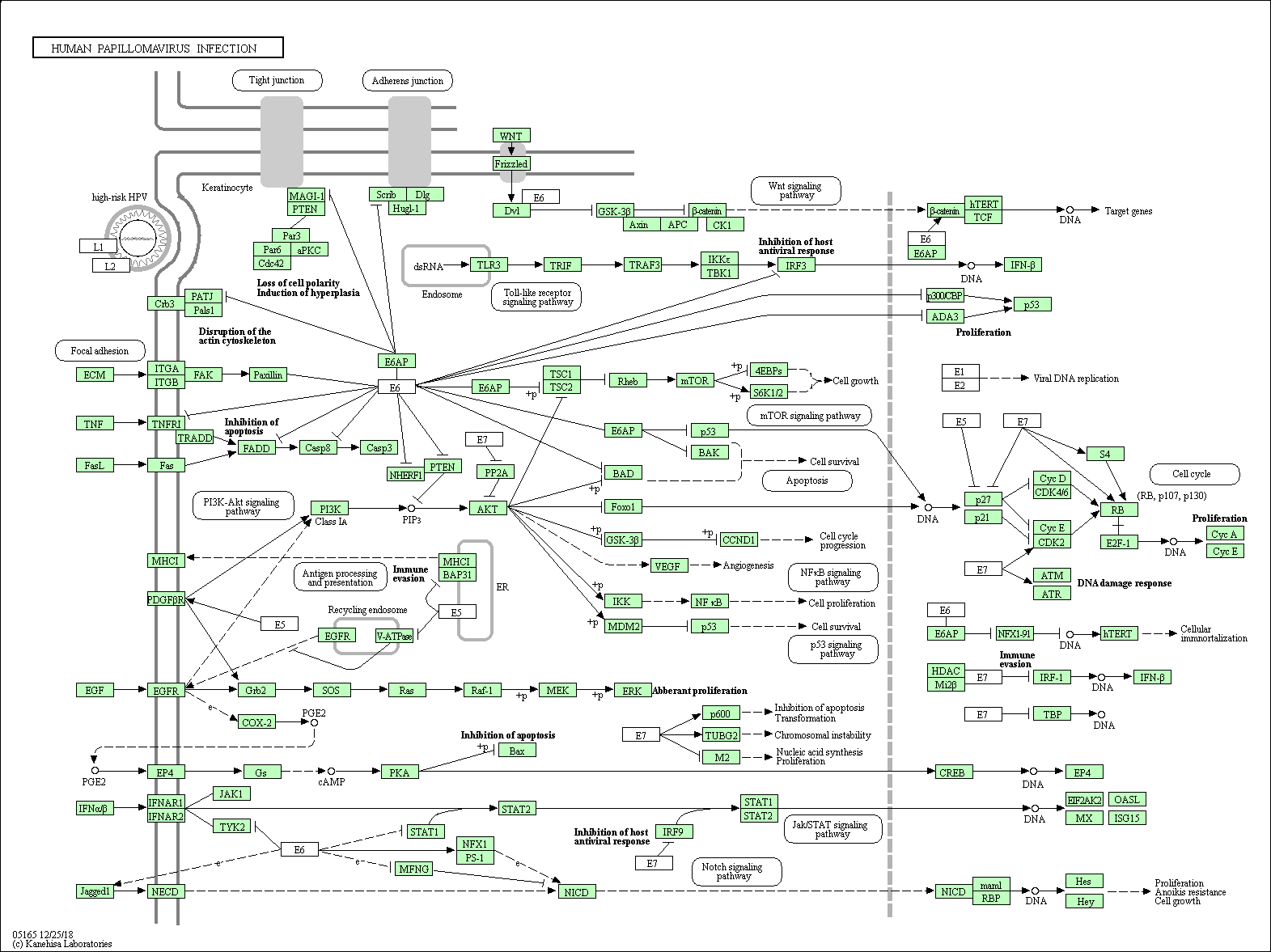 Virus pathway diagram