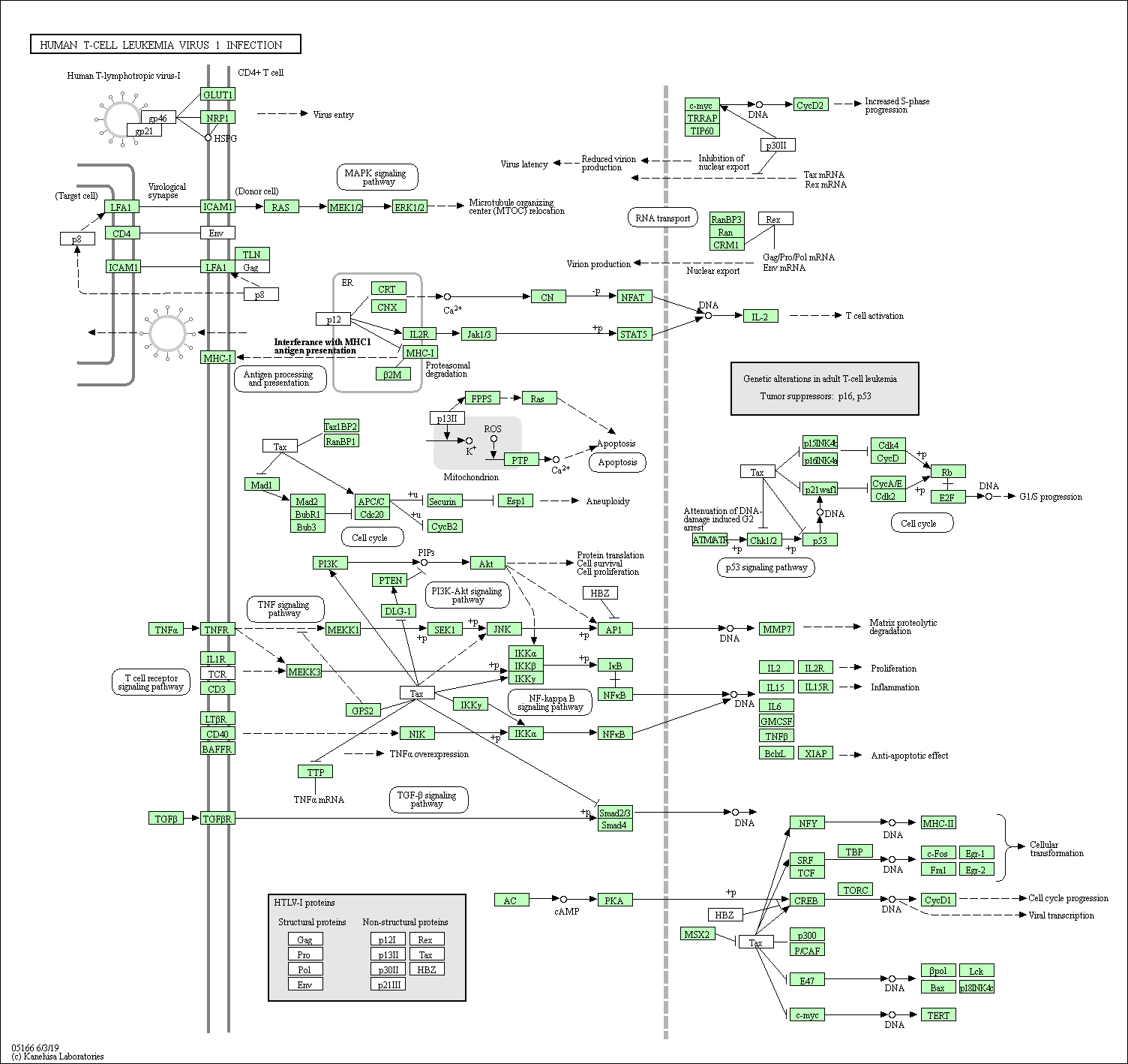 Virus pathway diagram