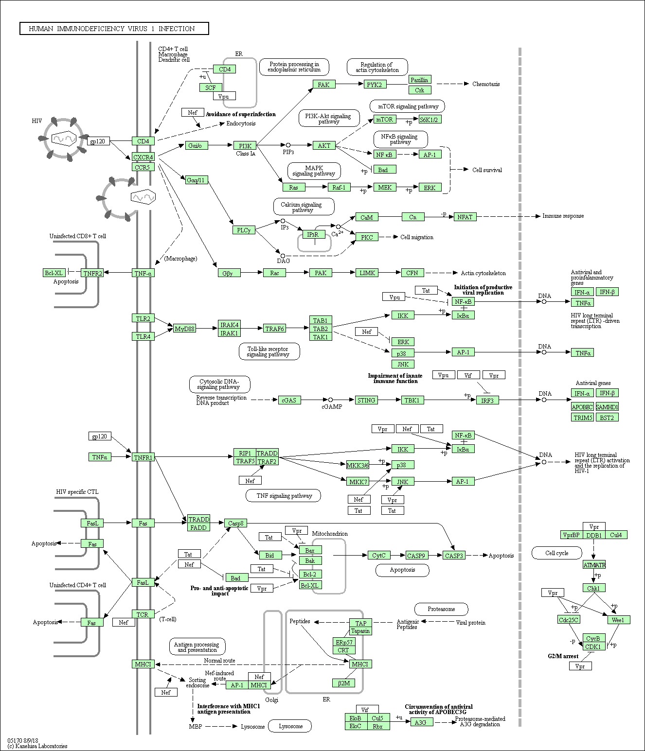 Virus pathway diagram