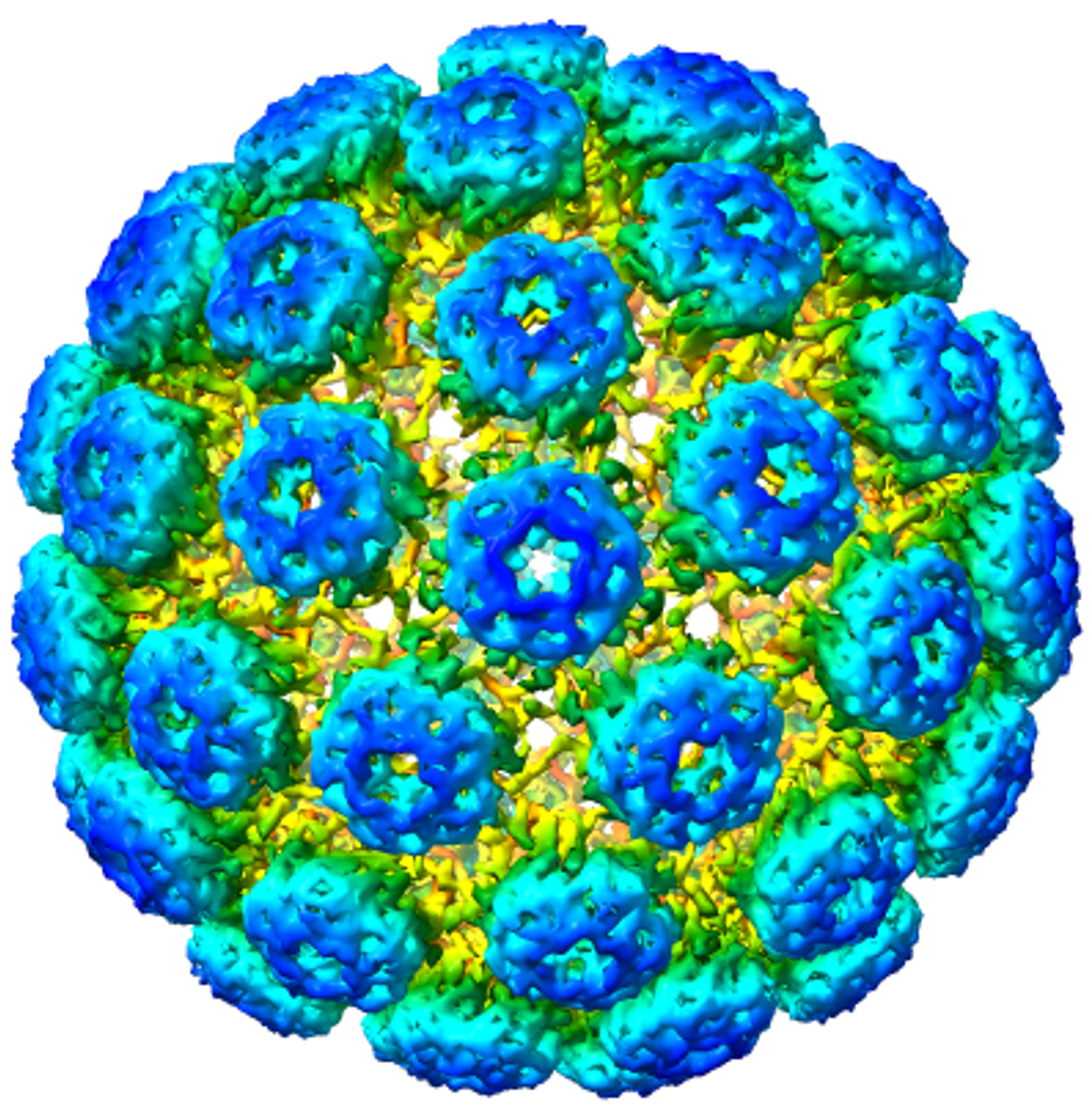 BK polyomavirus