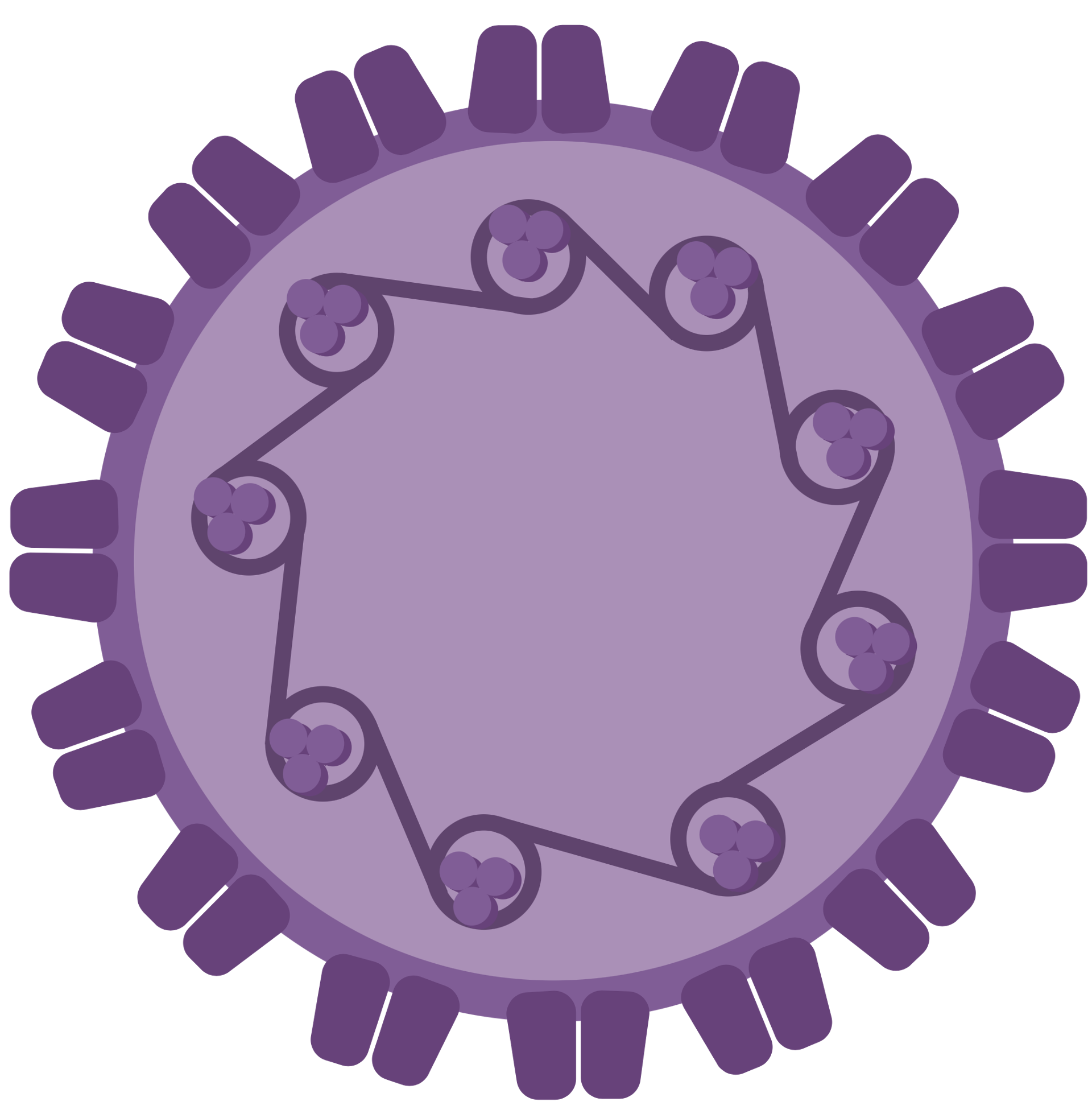 Human Papillomavirus