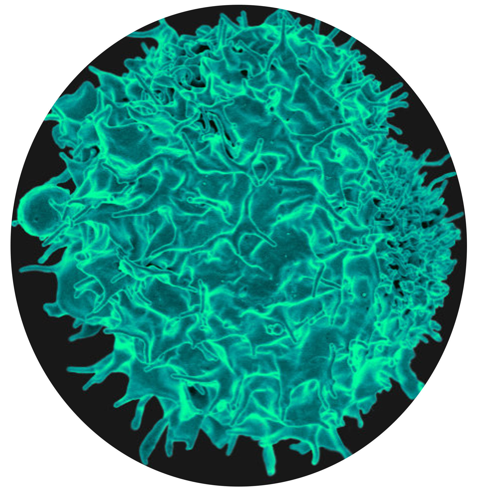 Human T-lymphotropic Virus