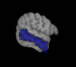 Middle Temporal Gyrus