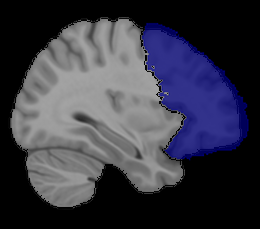 Prefrontal Cortex
