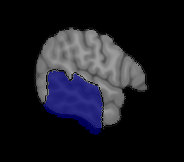 Posterior Temporal & Middle Neural
