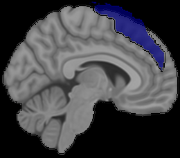 Superior Frontal Gyrus