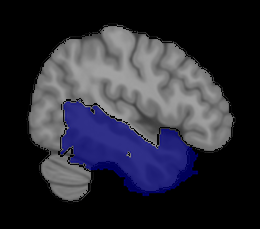 Temporal Cortex