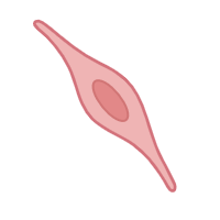 Endothelial