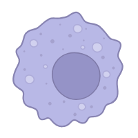 Macrophage