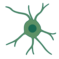 Oligodendrocyte
